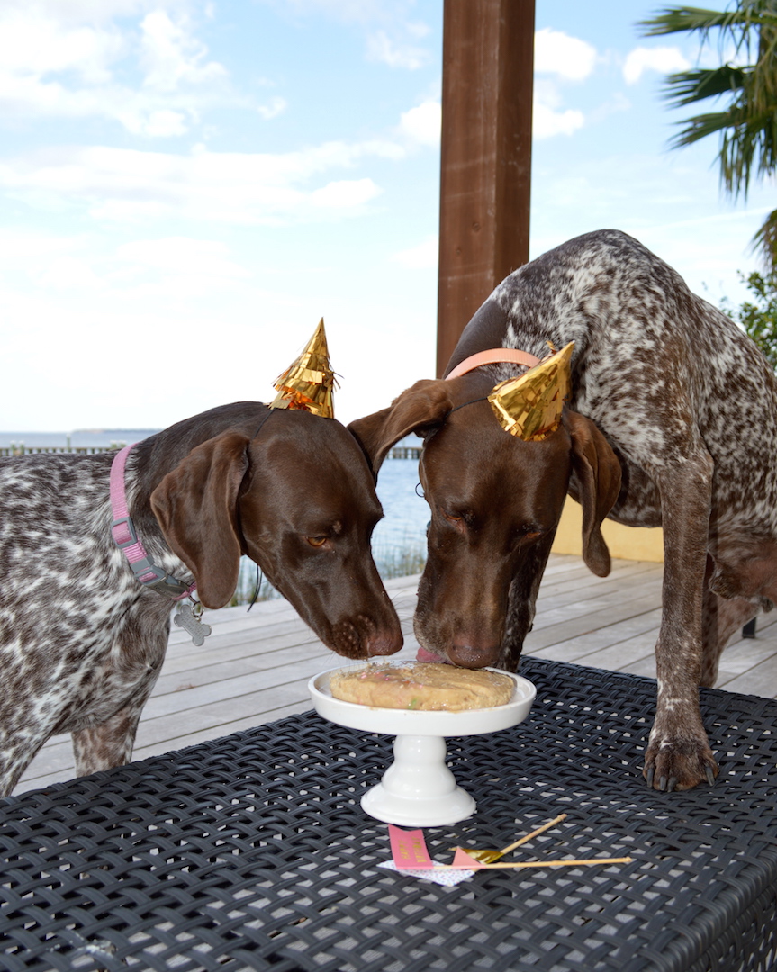 Healthy No-Bake Doggie Birthday Cake by Plantbased Baker